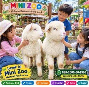 jual anakan cempe domba merino